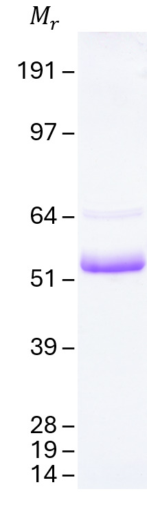 Tau-381 (1N3R) Human Recombinant Protein
