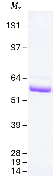 Tau-410 (2N3R) Human Recombinant Protein