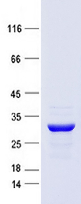 Coomassie blue staining of purified Hmgb1 protein (Cat #TP502356SE). The protein was produced from mammalian cells transfected with Hmgb1 cDNA clone (Cat #<a href = "https://www.origene.com/catalog/cdna-clones/expression-plasmids/mr202356-hmgb1-bc110667-mouse-tagged-orf-clone" title="MR202356" class="">MR202356</a>).