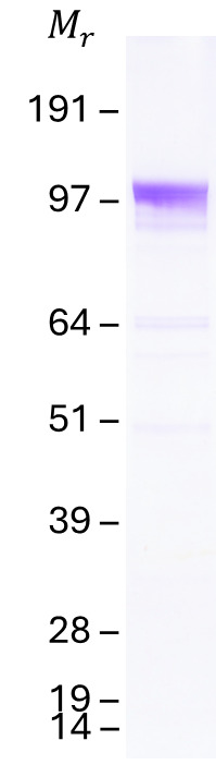 Coomassie blue staining of purified Msh3  protein (Cat #TP518117). The protein was produced from mammalian cells transfected with Msh3  cDNA clone (Cat #<a href = "https://www.origene.com/catalog/cdna-clones/expression-plasmids/mr218117-msh3-nm-010829-mouse-tagged-orf-clone" title="MR218117" class="">MR218117</a>).