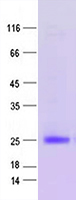 Coomassie blue staining of purified PLA2R1 protein (Cat #TP701234). The protein was produced from mammalian cells transfected with PLA2R1 cDNA clone (Cat #synthesis).