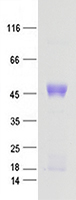 Coomassie blue staining of purified RSV-F protein (Cat #TP701403). The protein was produced from mammalian cells transfected with RSV-F cDNA clone (Cat #synthesis).