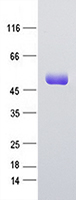 Intrinsic Factor (GIF) (NM_005142) Human Recombinant Protein