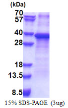 3ug by SDS-PAGE under reducing condition and visualized by coomassie blue stain.