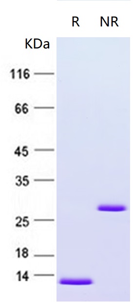 PDGF beta (PDGFB) (NM_002608) Human Recombinant Protein