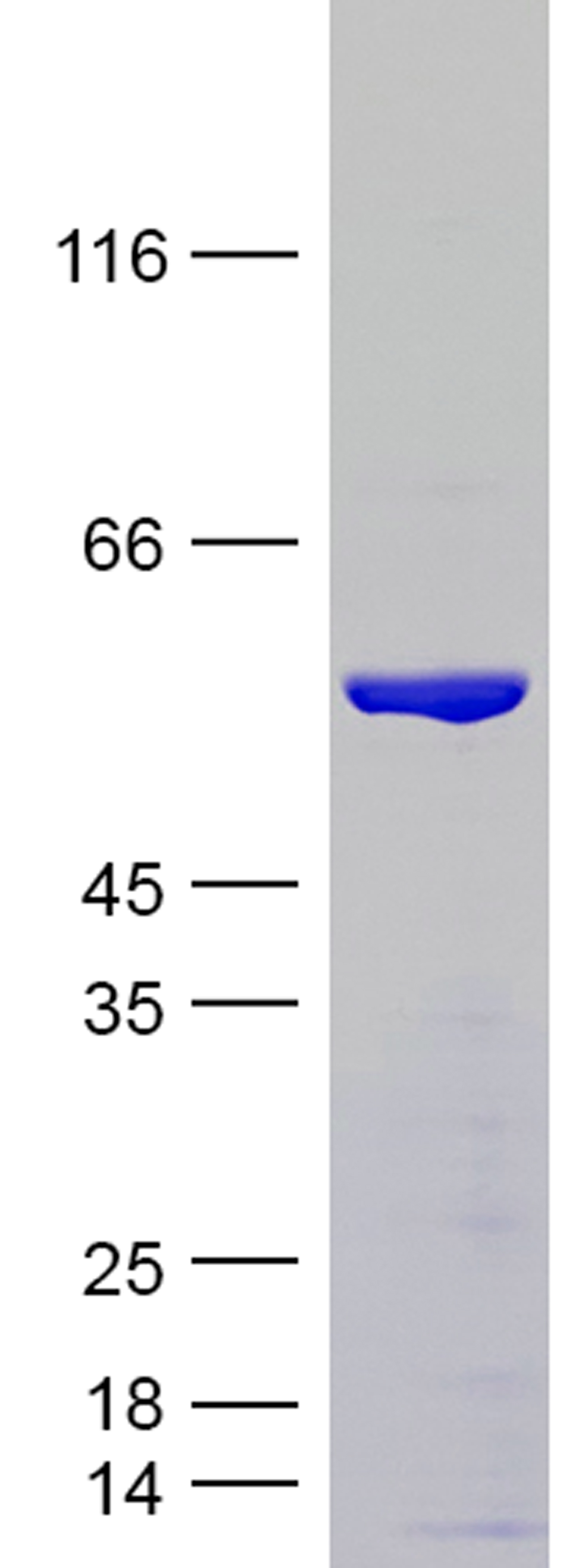Coomassie blue staining of purified Tau-412 (1N4R) protein (Cat #TP750311). The protein was produced from E.coli.