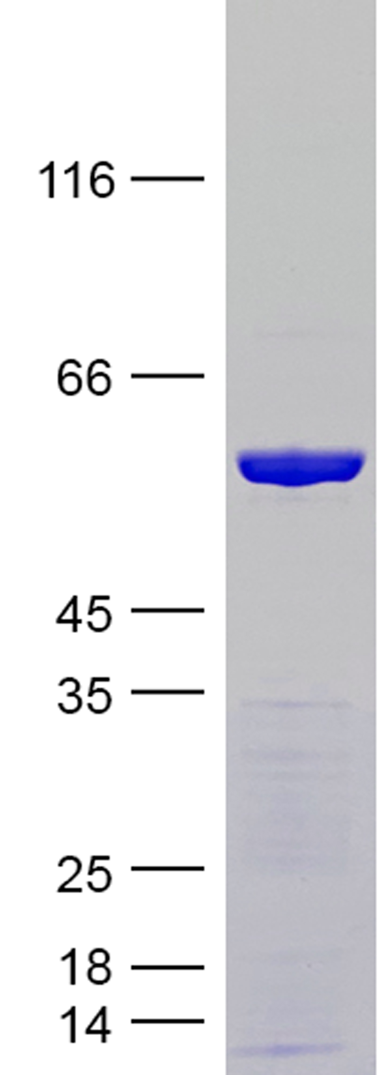 Coomassie blue staining of purified Tau-383 (0N4R) protein (Cat #TP750312). The protein was produced from E.coli.