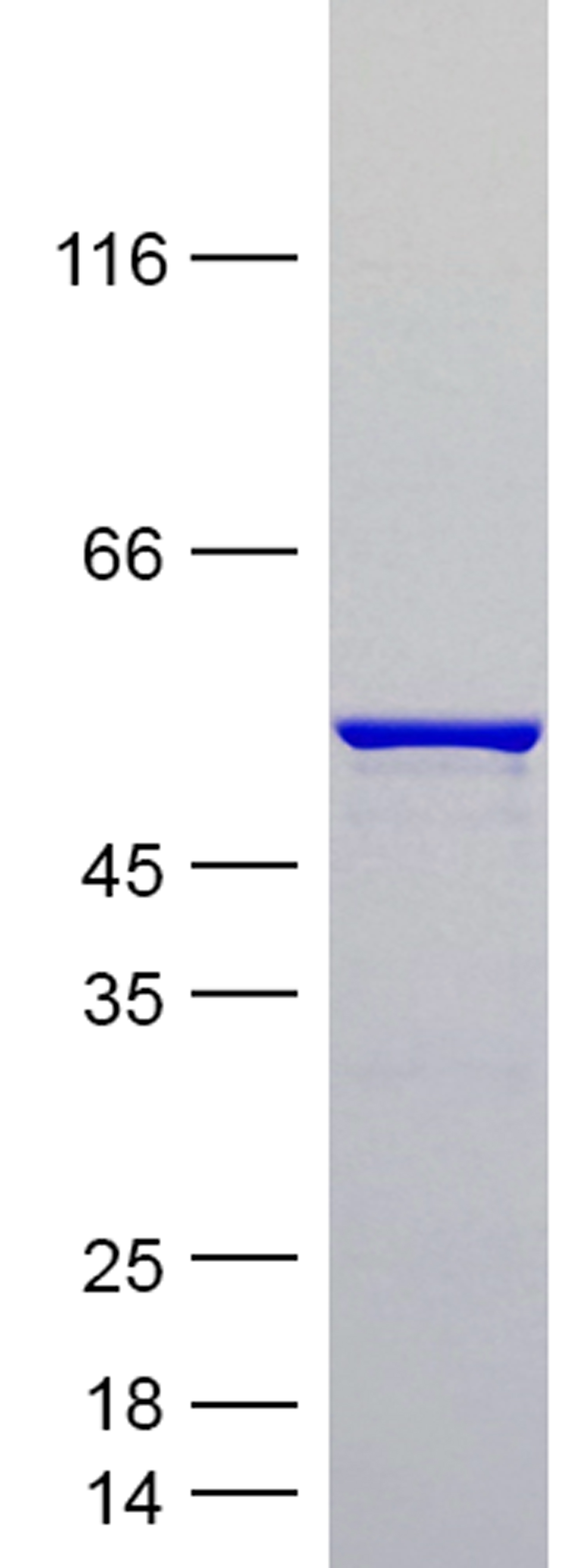 Coomassie blue staining of purified Tau-381 (1N3R) protein (Cat #TP750314). The protein was produced from E.coli.