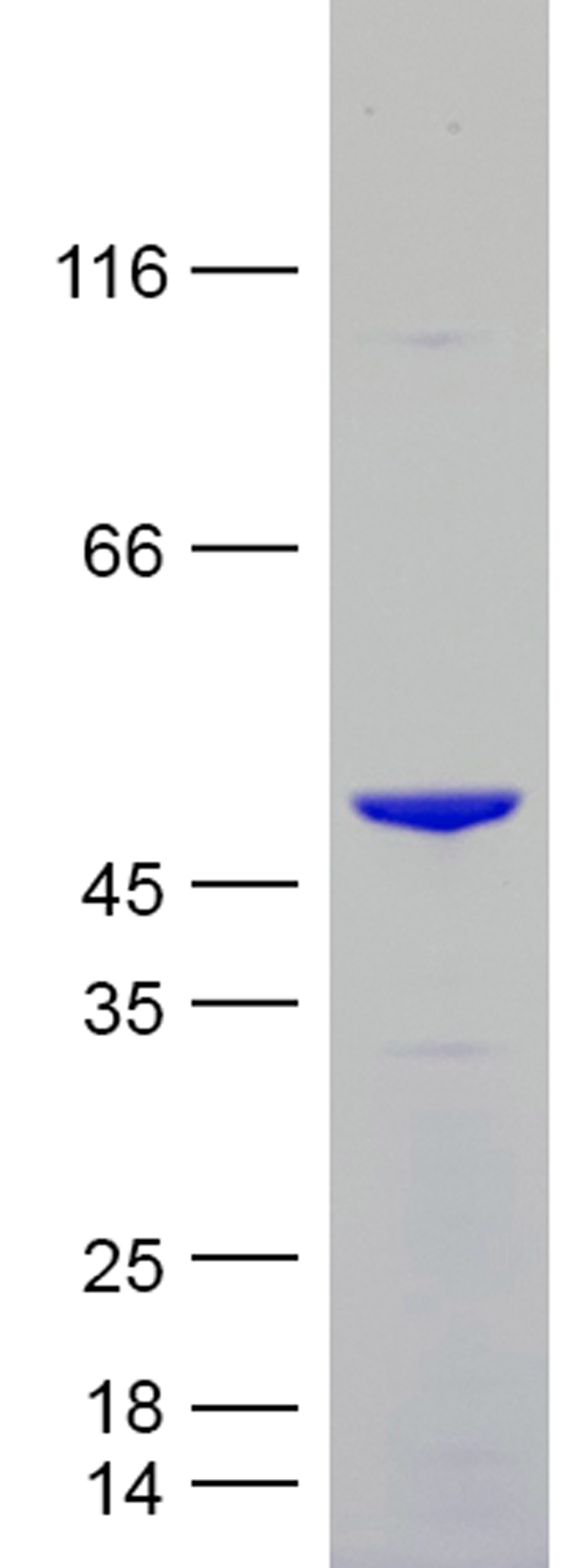 Coomassie blue staining of purified Tau-352 (0N3R) protein (Cat #TP750315). The protein was produced from E.coli.