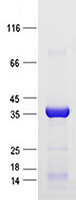 Coomassie blue staining of purified HTRA1 protein (Cat #TP762718). The protein was produced from E.coli.