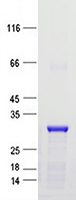 Coomassie blue staining of purified B4GALNT4 protein (Cat #TP762723). The protein was produced from E.coli.