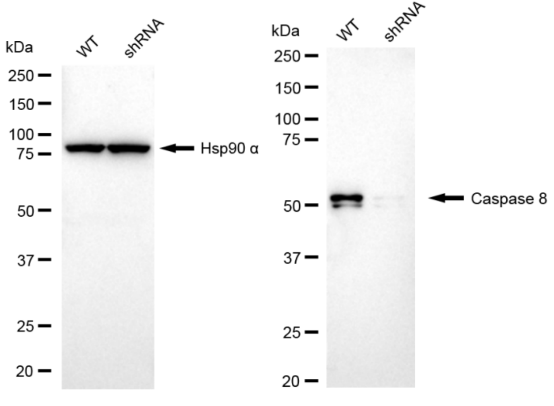 Western blotting analysis. CASP8 protein expression in wild-type (WT) and shRNA knockdown (KD) HeLa cells was detected using Western blotting. Hsp90 α served as a loading control. The blots were incubated with primary antibodies against CASP8 and Hsp90 α, respectively, followed by incubating with HRP-conjugated goat anti-rabbit secondary antibody. Images were developed using FeQ™ ECL Substrate Kit (Cat#226).