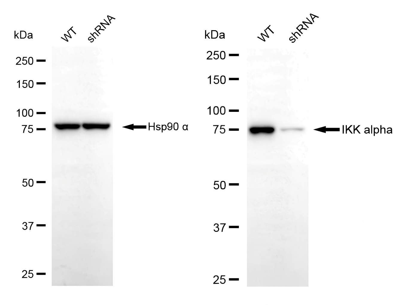 Western blotting analysis. CHUK protein expression in wild-type (WT) and shRNA knockdown (KD) HeLa cells was detected using Western blotting. Hsp90 α served as a loading control. The blots were incubated with primary antibodies against CHUK and Hsp90 α, respectively, followed by incubating with HRP-conjugated goat anti-rabbit secondary antibody. Images were developed using FeQ™ ECL Substrate Kit (Cat#226).