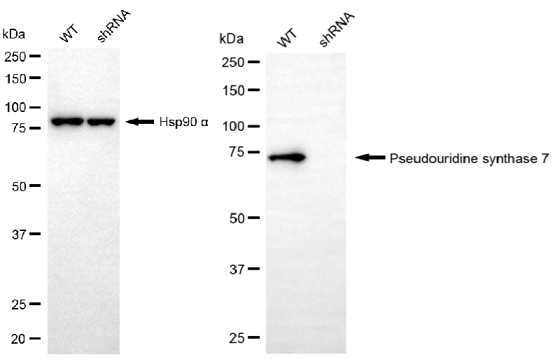 Western blotting analysis.PUS7 protein expression in wild-type (WT) and shRNA knockdown (KD) HeLa cells was detected using Western blotting.  Hsp90 α served as a loading control. The blots were incubated with primary antibodies against PUS7 and Hsp90 α, respectively, followed by incubating with HRP-conjugated goat anti-mouse secondary antibody. Images were developed using NaQ™ ECL Substrate Kit.