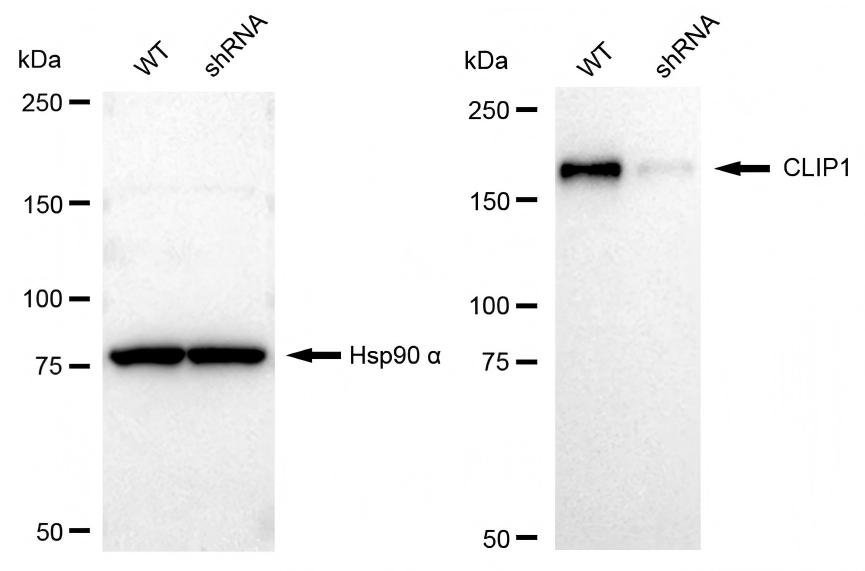 Western blotting analysis. CLIP1 protein expression in wild-type (WT) and shRNA knockdown (KD) HeLa cells was detected using Western blotting. Hsp90 α served as a loading control. The blots were incubated with primary antibodies against CLIP1 and Hsp90 α, respectively, followed by incubating with HRP-conjugated goat anti-rabbit secondary antibody. Images were developed using FeQ™ ECL Substrate Kit (Cat#226).