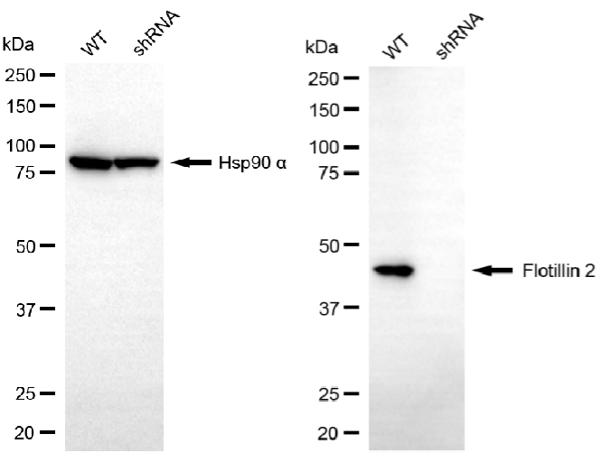 Western blotting analysis.FLOT2 protein expression in wild-type (WT) and shRNA knockdown (KD) HepG2 cells was detected using Western blotting.  Hsp90 α served as a loading control. The blots were incubated with primary antibodies against FLOT2 and Hsp90 α, respectively, followed by incubating with HRP-conjugated goat anti-rabbit secondary antibody. Images were developed using FeQ™ ECL Substrate Kit.