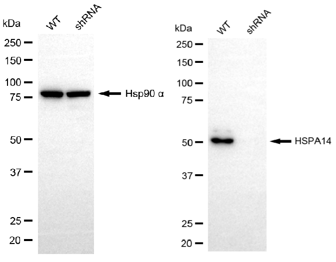Western blotting analysis. HSPA14 protein expression in wild-type (WT) and shRNA knockdown (KD) HSHC cells was detected using Western blotting. Hsp90 α served as a loading control. The blots were incubated with primary antibodies against HSPA14 and Hsp90 α, respectively, followed by incubating with HRP-conjugated goat anti-rabbit secondary antibody. Images were developed using FeQ™ ECL Substrate Kit.