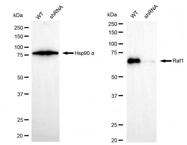 Western blotting analysis. RAF1 protein expression in wild-type (WT) and shRNA knockdown (KD) HeLa cells was detected using Western blotting. Hsp90 α served as a loading control. The blots were incubated with primary antibodies against RAF1 and Hsp90 α, respectively, followed by incubating with HRP-conjugated goat anti-rabbit secondary antibody. Images were developed using FeQ™ ECL Substrate Kit (Cat#226).
