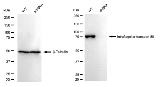 Western blotting analysis. IFT88 protein expression in wild-type (WT) and shRNA knockdown (KD) HeLa cells was detected using Western blotting. β-Tubulin served as a loading control. The blots were incubated with primary antibodies against IFT88 and β-Tubulin, respectively, followed by incubating with HRP-conjugated goat anti-rabbit secondary antibody. Images were developed using FeQ™ ECL Substrate Kit (Cat#226).