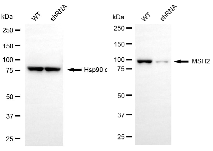 Western blotting analysis.MSH2 protein expression in wild-type (WT) and shRNA knockdown (KD) HeLa cells was detected using Western blotting.  Hsp90 α served as a loading control. The blots were incubated with primary antibodies against MSH2 and Hsp90 α, respectively, followed by incubating with HRP-conjugated goat anti-mouse secondary antibody. Images were developed using NaQ™ ECL Substrate Kit.