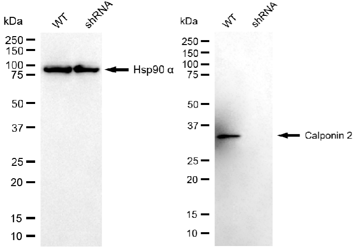 Western blotting analysis.CNN2 protein expression in wild-type (WT) and shRNA knockdown (KD) HeLa cells was detected using Western blotting.  Hsp90 α served as a loading control. The blots were incubated with primary antibodies against CNN2 and Hsp90 α, respectively, followed by incubating with HRP-conjugated goat anti-mouse secondary antibody. Images were developed using FeQTM ECL Substrate Kit.