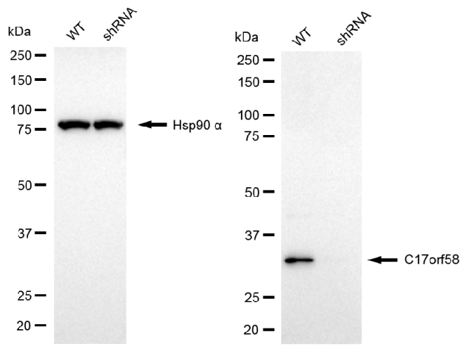 Western blotting analysis.C17orf58 protein expression in wild-type (WT) and shRNA knockdown (KD) HeLa cells was detected using Western blotting.  Hsp90 α served as a loading control. The blots were incubated with primary antibodies against C17orf58 and Hsp90 α, respectively, followed by incubating with HRP-conjugated goat anti-mouse secondary antibody. Images were developed using FeQTM ECL Substrate Kit.
