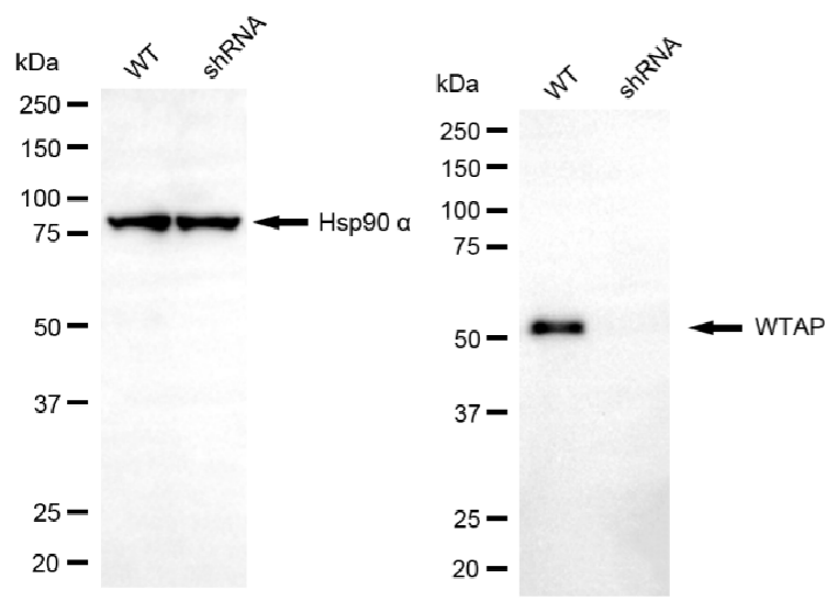 Western blotting analysis.WTAP protein expression in wild-type (WT) and shRNA knockdown (KD) HeLa cells was detected using Western blotting.  Hsp90 α served as a loading control. The blots were incubated with primary antibodies against WTAP and Hsp90 α, respectively, followed by incubating with HRP-conjugated goat anti-mouse secondary antibody. Images were developed using FeQ™ ECL Substrate Kit.