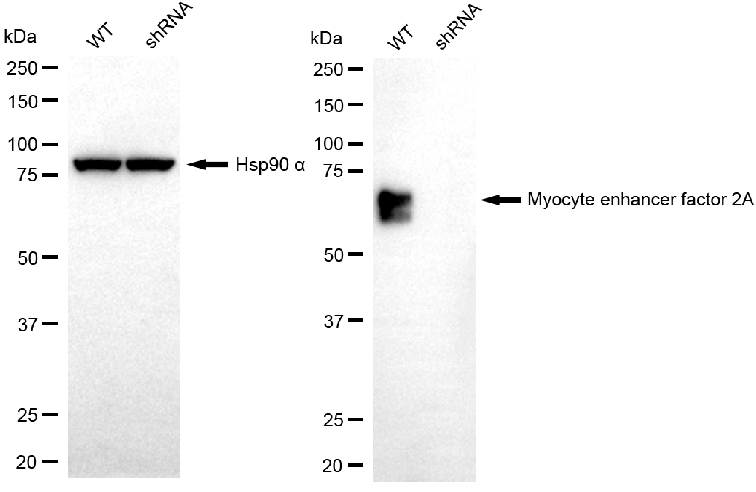 Western blotting analysis. MEF2A protein expression in wild-type (WT) and shRNA knockdown (KD) HepG2 cells was detected using Western blotting. Hsp90 α served as a loading control. The blots were incubated with primary antibodies against MEF2A and Hsp90 α, respectively, followed by incubating with HRP-conjugated goat anti-rabbit secondary antibody. Images were developed using FeQ™ ECL Substrate Kit.
