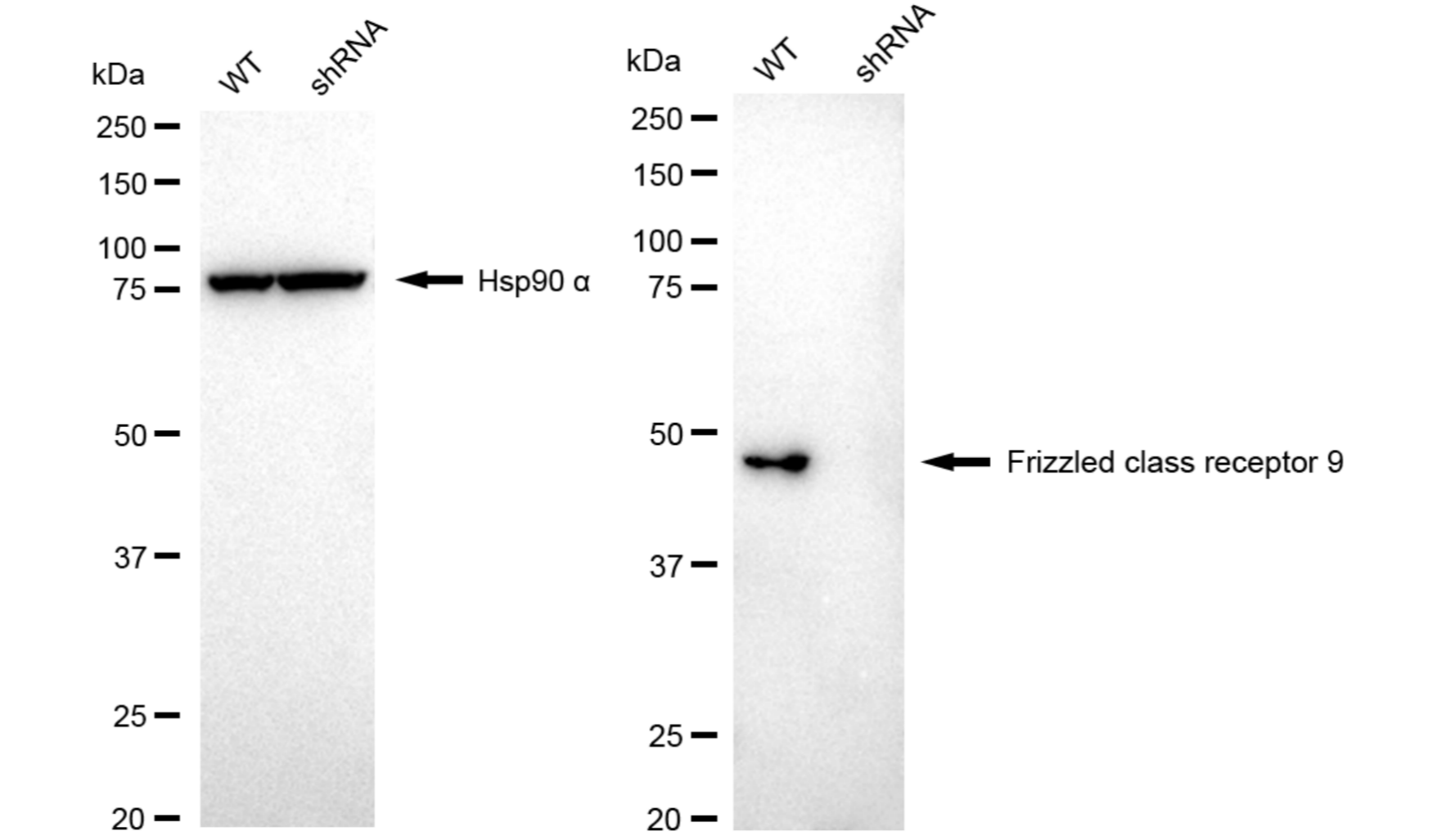 Western blotting analysis. FZD9 protein expression in wild-type (WT) and shRNA knockdown (KD) HeLa cells was detected using Western blotting. Hsp90 α served as a loading control. The blots were incubated with primary antibodies against FZD9 and Hsp90 α, respectively, followed by incubating with HRP-conjugated goat anti-rabbit secondary antibody. Images were developed using FeQ™ ECL Substrate Kit (Cat#226).
