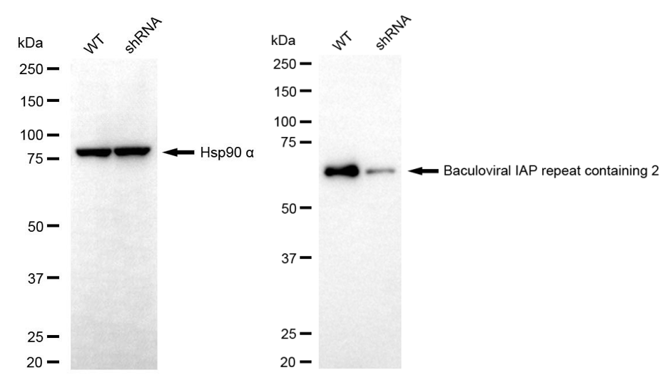 Western blotting analysis. BIRC2 protein expression in wild-type (WT) and shRNA knockdown (KD) HSHC cells was detected using Western blotting. Hsp90 α served as a loading control. The blots were incubated with primary antibodies against BIRC2 and Hsp90 α, respectively, followed by incubating with HRP-conjugated goat anti-rabbit secondary antibody. Images were developed using FeQ™ ECL Substrate Kit.