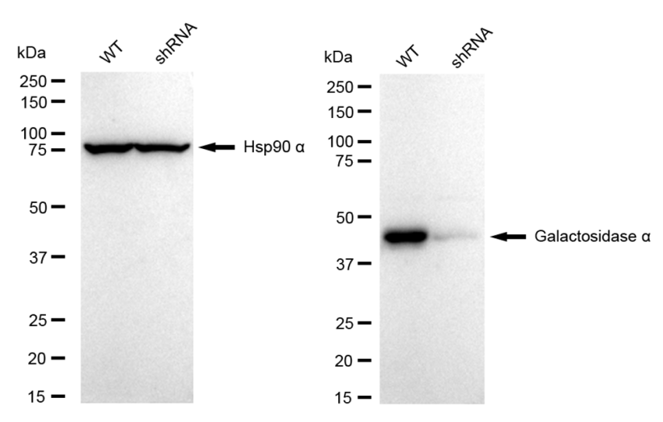 Western blotting analysis. GLA protein expression in wild-type (WT) and shRNA knockdown (KD) HeLa cells was detected using Western blotting. Hsp90 α served as a loading control. The blots were incubated with primary antibodies against GLA and Hsp90 α, respectively, followed by incubating with HRP-conjugated goat anti-rabbit secondary antibody. Images were developed using FeQ™ ECL Substrate Kit.