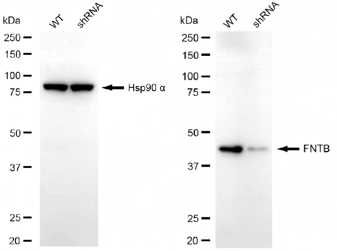 Western blotting analysis. FNTB protein expression in wild-type (WT) and shRNA knockdown (KD) HepG2 cells was detected using Western blotting. Hsp90 α served as a loading control. The blots were incubated with primary antibodies against FNTB and Hsp90 α, respectively, followed by incubating with HRP-conjugated goat anti-rabbit secondary antibody. Images were developed using NaQ™ ECL Substrate Kit.