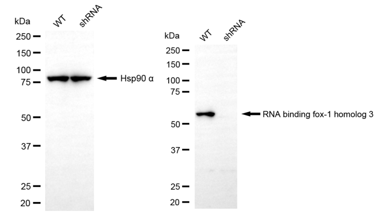 Western blotting analysis. RBFOX3 protein expression in wild-type (WT) and shRNA knockdown (KD) HeLa cells was detected using Western blotting. Hsp90 α served as a loading control. The blots were incubated with primary antibodies against RBFOX3 and Hsp90 α, respectively, followed by incubating with HRP-conjugated goat anti-rabbit secondary antibody. Images were developed using NaQ™ ECL Substrate Kit.