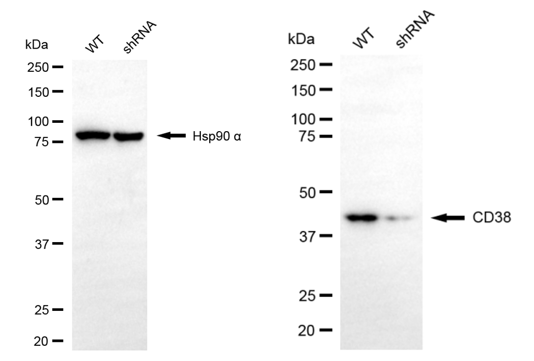 Western blotting analysis. CD38 protein expression in wild-type (WT) and shRNA knockdown (KD) HeLa cells was detected using Western blotting. Hsp90 α served as a loading control. The blots were incubated with primary antibodies against CD38 and Hsp90 α, respectively, followed by incubating with HRP-conjugated goat anti-rabbit secondary antibody. Images were developed using FeQ™ ECL Substrate Kit.
