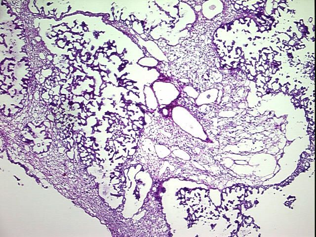 Tissue Protein Lysate, Ovary