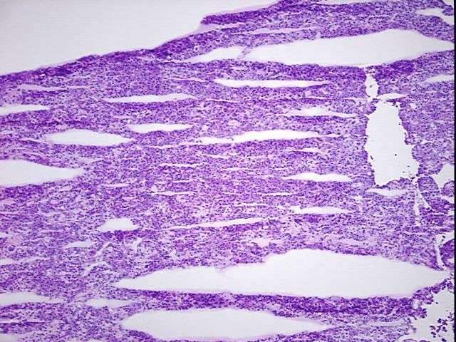 Tissue Protein Lysate, Liver