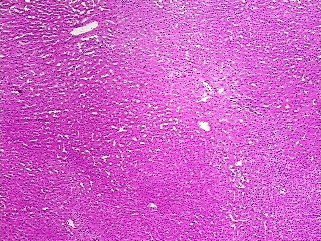 Tissue Protein Lysate, Liver