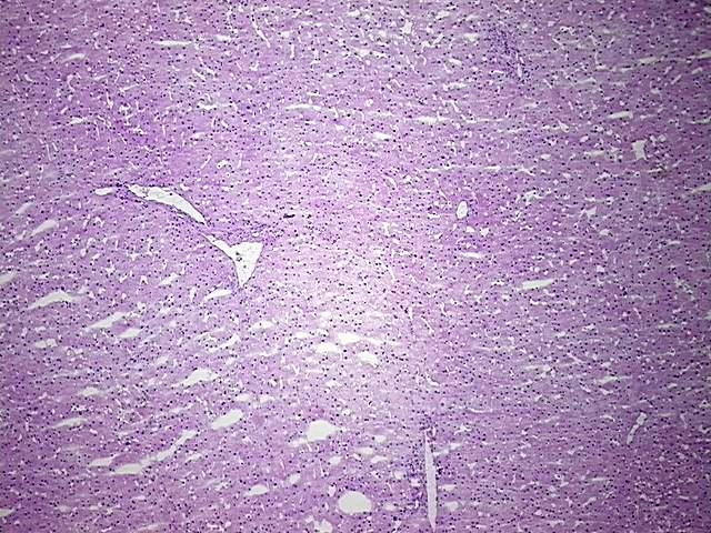 Tissue Protein Lysate, Liver