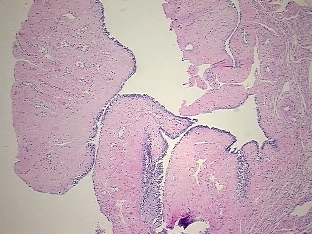 4x Image