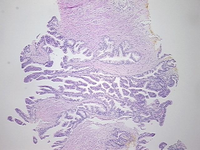 4x Image