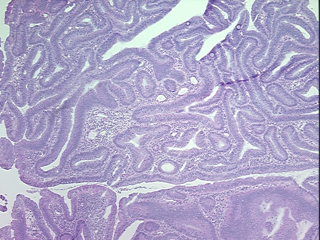 4x Image
