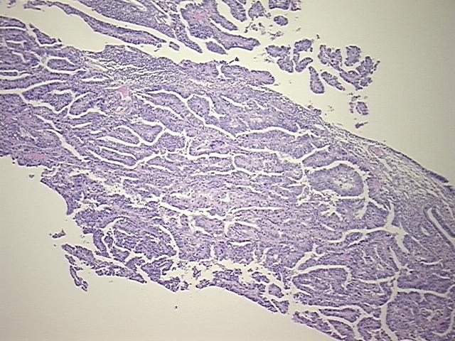4x Image