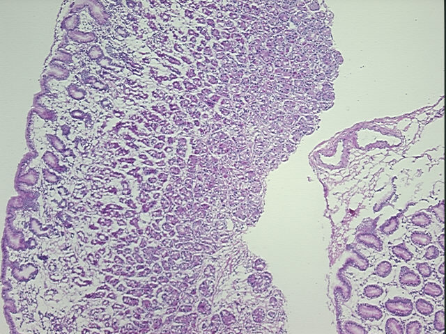 4x Image