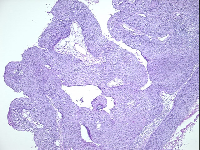 4x Image