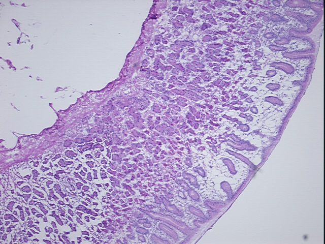 4x Image