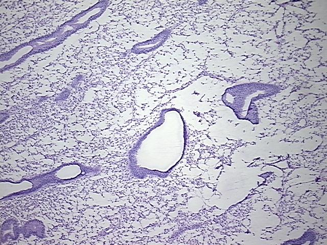 4x Image