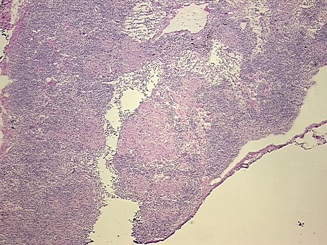 4x Image