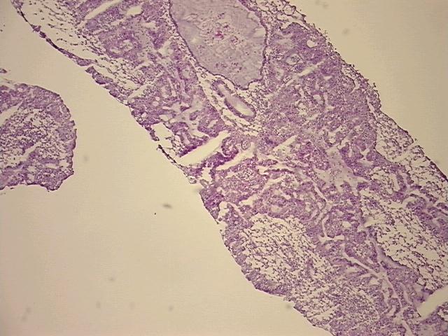 4x Image