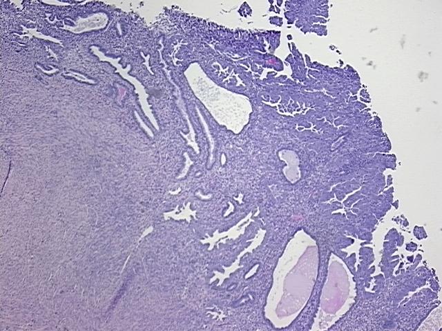 4x Image