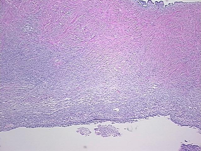 4x Image